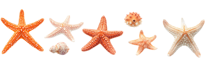 Set of various sizes of starfish, isolated on white background
