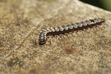 The Yellow-Spotted Millipede (scientific name: Harpaphe haydeniana) is a species of millipede...