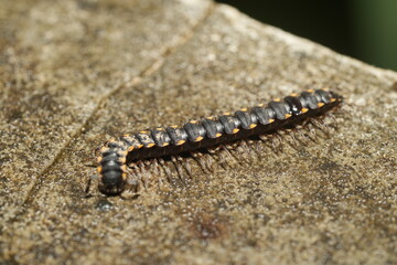 The Yellow-Spotted Millipede (scientific name: Harpaphe haydeniana) is a species of millipede native to the Pacific Northwest region of North America. It is known for its striking appearance|黃斑馬陸