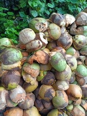 A coconut husk is a rough exterior fibrous skin of the coconut. These husks are full of fibre