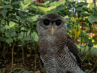 cute owl with big black eyes stating at you
