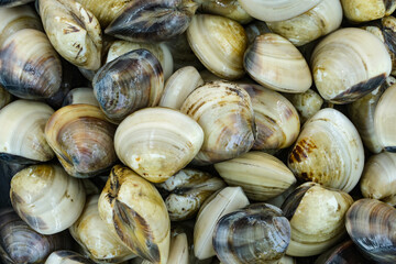 Fresh clams for seafood background