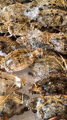 Crab on ice in a restaurant. seafood