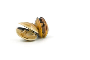 Closed up fresh baby clams, venus shell, shellfish, carpet clams, short necked clams, as raw food from the sea are the seafood ingredients. fresh clams Background. seafood.Isolated on white background