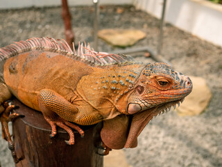 iguanas are golden brown in color but there is a type called green iguana