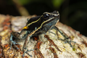 AMAZON POISON FROG, COMMON IN THE RAINFORESTS OF THE PERUVIAN AMAZON, COLORFUL AND SHOWY SPECIES, VERY BEAUTIFUL TO OBSERVE IN ECOTOURISM VISITS, ITS HABITAT IS THREATENED BY HUMAN ACTIVITIES