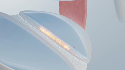 Knee pain relief with collagen, calcium, and vitamins boost for osteoarthritis