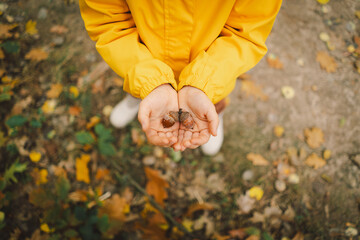 A young child wearing a bright yellow raincoat joyfully holds two acorns in their hands while...