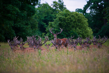 Ripon, North Yorkshire, 18th July 2024. A herd of Deer are seen relaxing in the early evening at Studley Royal Park.