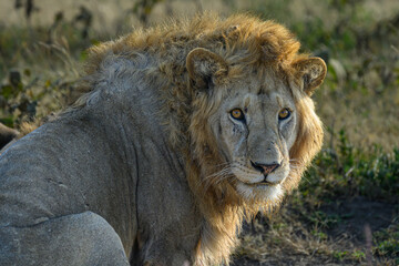 lion in the grass