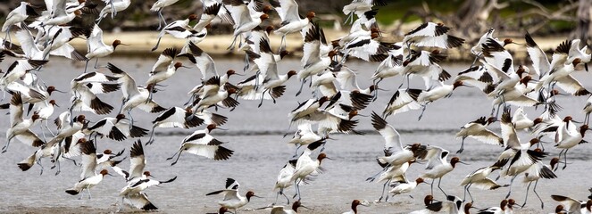 A large flock of Red-necked avocets (Recurvirostra novaehollandiae) taking flight from
 a lake.