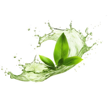 Green tea splash isolated on transparent white background, clipping path