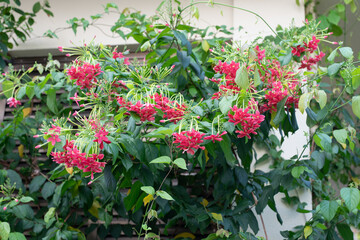 赤く下を向くシクンシの花