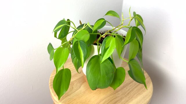 Video of a Philodendron Brasil in a white pot. Trendy House plant 