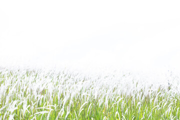 Fototapeta premium Flowering field of in grass in rays of sunlight. Background prairie and forest in the Thailand