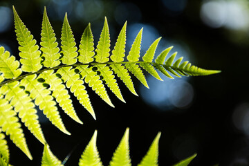 Green leaves of fern in sunlight growing in dark tropical woods in wild nature
