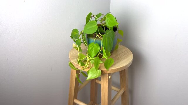 The neon pothos (Epipremnum aureum 'Neon'). Popular houseplant in a pot in the interior