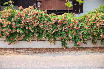 Beautiful Combretum indicum red white colorful flowers bunch hanging on white concrete fence house,...