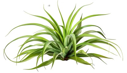 Air Plant