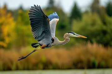 Great Blue Heron in Majestic Flight Over a Vibrant Wetland