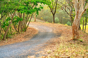 Down hill pathway in the countryside of Thailand, full of golden brown leaves on the ground, trees beside the small road, warm light in the morning, landscape image.