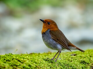 森の中の水場の苔生した岩の上に佇むコマドリの雄