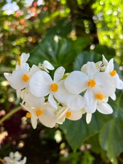 flowers white nature plant