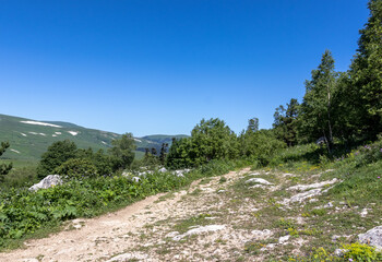 nature park, spring mood and a walk through the subalpine meadows on a sunny day