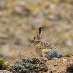 A woolly hare siting alert with its ears up next to a rock at high altitude mountains of Ladakh, India.
