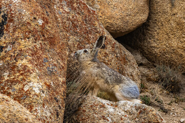 A woolly hare siting alert with its ears up next to a rock at high altitude mountains of Ladakh, India.
