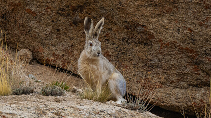 A woolly hare siting alert with its ears up next to a rock at high altitude mountains of Ladakh, India.