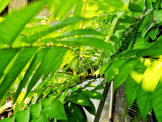 Starfruit tree leaves with selective focus for background purposes.