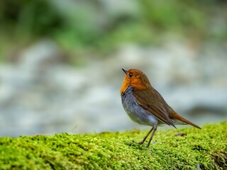 森の中の水場の苔生した岩の上に佇むコマドリの雄