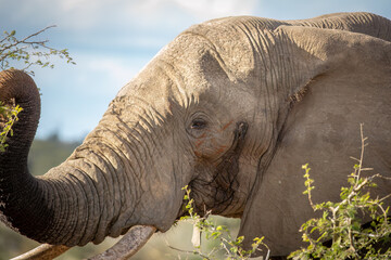 An African elephant curls its trunk around some thorny acacia tree leaves while the musth fluid...