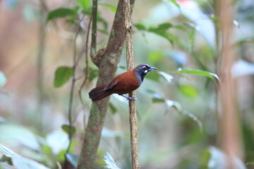 The black-throated babbler (Stachyris nigricollis) is a species of bird in the family Timaliidae. This photo was taken in Malaysia.