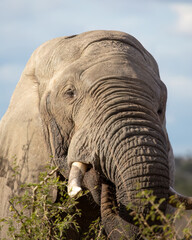 An African elephant bull in musth and therefore potentially more aggressive taken in close up as it shoves thorny acacia tree branches into its mouth while feeding in a game reserve in South Africa.
