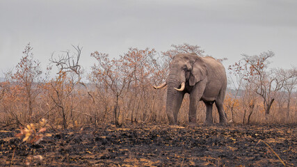 An African bull elephant feeds on burnt grass and trees in an area that has been ravaged by a...