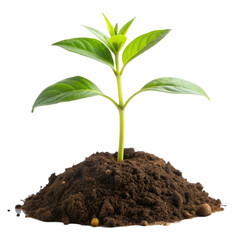 Young green plant growing out of black soil