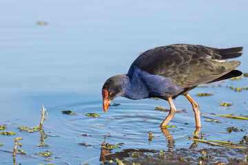 A purple swamphen, a type of rail, wades around in shallow water, looking with focus for vegetation to eat in Arundel wetlands on the Gold Coast in Queensland, Australia.