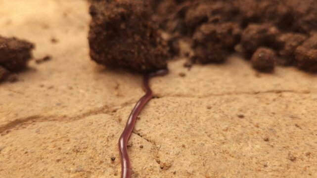 Indotyphlops braminus, commonly known as the brahminy blind snake, Odisha, India
