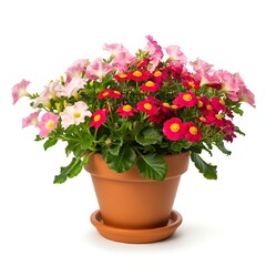 Fototapeta premium Beautiful Flower Pot