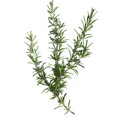 Fototapeta premium Fresh Rosemary Twig PNG on Clear Background