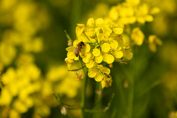 Bees are collecting honey on mustard seeds.Selective focus