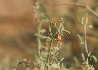 Young plant growing in nature. Nature concept.