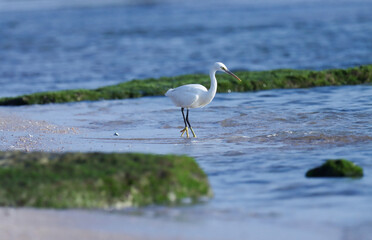 Egret wading in beach water. Bird background.