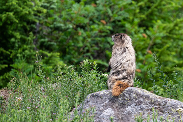 Hoary Marmot in the wild, perched and sitting up on large rock in a subalpine meadow, Mt Rainier National Park
