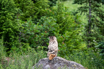 Hoary Marmot in the wild, perched and sitting up on large rock in a subalpine meadow, Mt Rainier National Park
