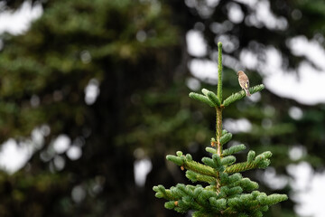 Yellow-Rumped Warbler songbird in the wild, perched on a evergreen tree in the subalpine forest on the side of Mount Rainier, Mt Rainier National Park
