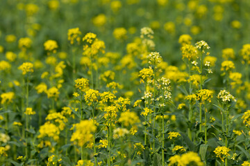 Bright yellow Mustard field. Close-up rapeseed flowers . Winter landscape background.