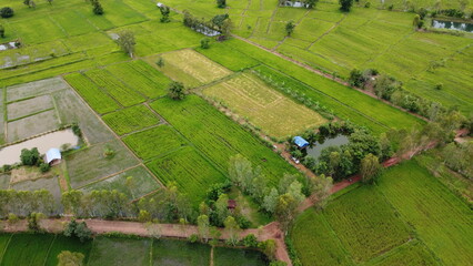 Green Paddy Field Ariel View in Thailand.,Aerial view of rice fields. Bird eye view of rice field.